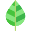 Leaf icon 64x64