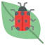 Ladybug 图标 64x64