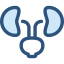 Kidneys icon 64x64
