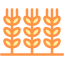 Wheat icon 64x64