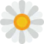 Daisy icon 64x64