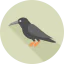 Crow ícone 64x64