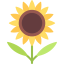 Sunflower icon 64x64