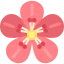 Cherry blossom icon 64x64