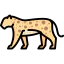Leopard 图标 64x64