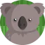 Koala icon 64x64