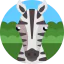 Zebra icon 64x64