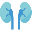 Kidneys icon 64x64