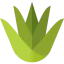 Agave icon 64x64