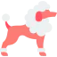 Poodle アイコン 64x64