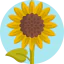 Sunflower アイコン 64x64