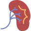 Kidney 상 64x64