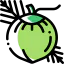 Coconut icon 64x64