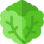 Lettuce 图标 64x64