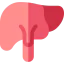 Liver icon 64x64