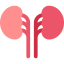 Kidneys icon 64x64