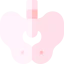 Pelvis icon 64x64