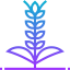 Barley icon 64x64