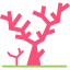 Coral icône 64x64