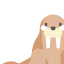 Walrus 图标 64x64