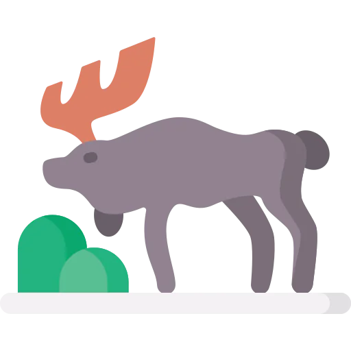 Moose 상