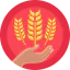 Barley іконка 64x64