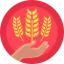 Barley 图标 64x64