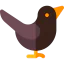 Cuckoo іконка 64x64