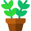 Zamioculcas icon 64x64