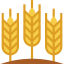 Wheat Ikona 64x64