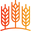 Wheat icône 64x64