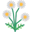 Chamomile 图标 64x64