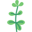 Oregano 图标 64x64