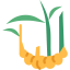 Ginger 图标 64x64