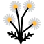 Chamomile 图标 64x64