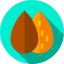 Almond icon 64x64