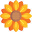 Sunflower icon 64x64