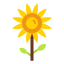 Sunflower icon 64x64