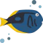 Surgeon fish 图标 64x64