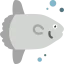 Sunfish 图标 64x64