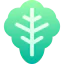 Lettuce icon 64x64