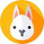 Rabbit icon 64x64