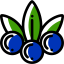 Blueberry Ikona 64x64