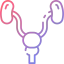 Prostate icône 64x64