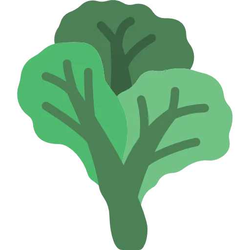 Cabbage 상