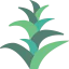 Bromeliaceae Symbol 64x64