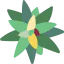 Bromeliaceae 图标 64x64