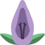 Acanthaceae 图标 64x64
