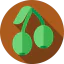 Olive icon 64x64
