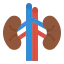 Kidneys icon 64x64